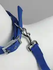 Синий ошейник для собак с мягкой вставкой и поводком в комплекте