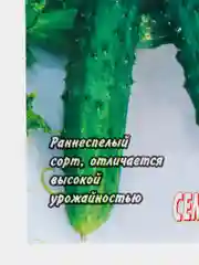 Зеленый семена огурцов, 4 сорта