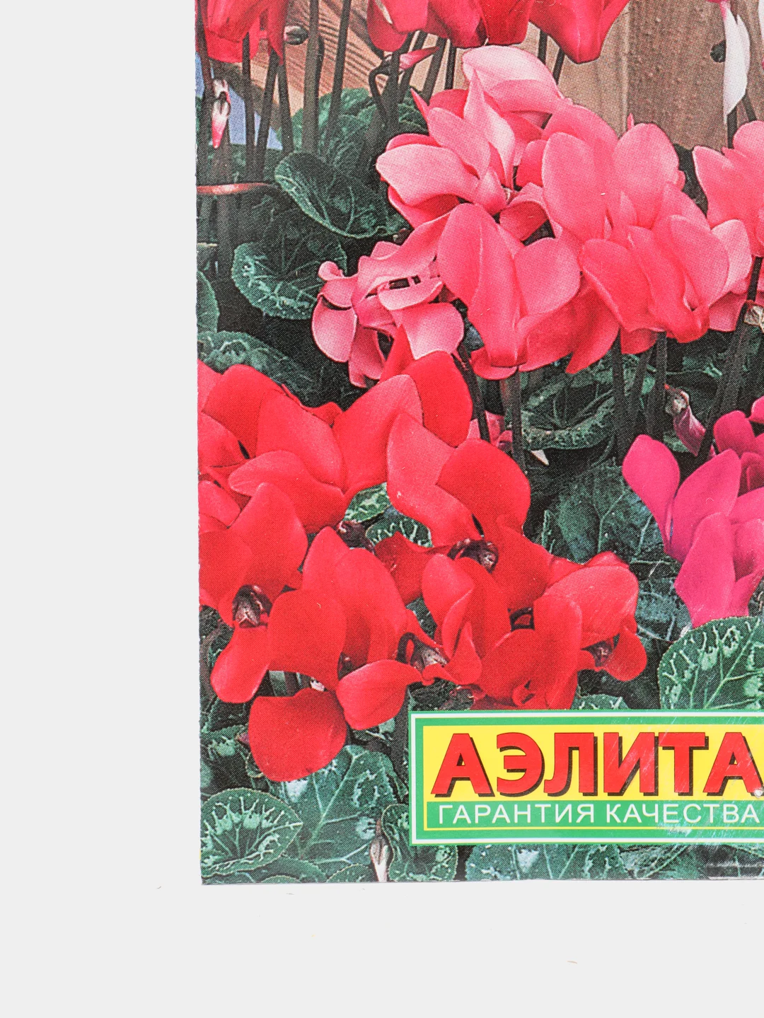 Семена цветы "Цикламен Мраморный"