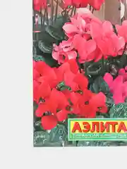 Семена цветы "Цикламен Мраморный"