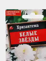 Семена цветы "Хризантема Белые звезды"