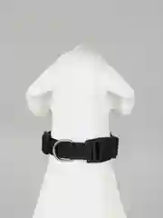 Черный ошейник для собак