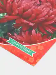 Астра Королева в красном (семена,цветы)