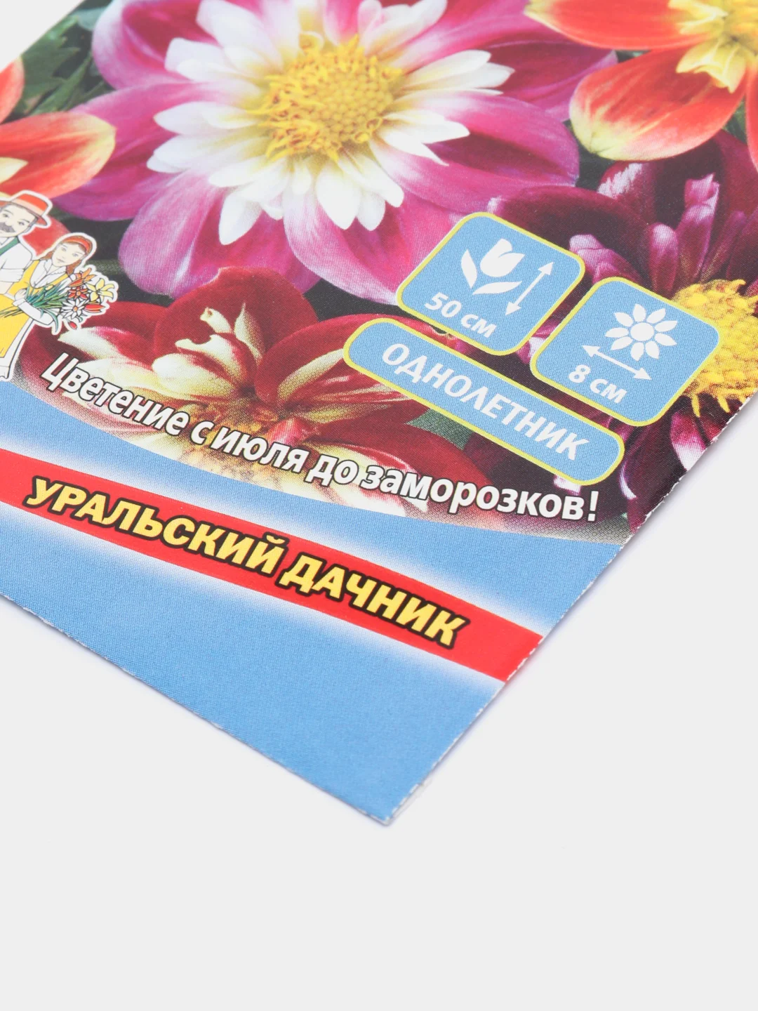 Семена цветов Георгина "Дэнди микс"