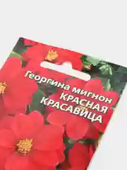 Георгина "Красная красавица", семена, цветы