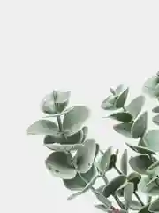 Зеленый эвкалипт искусственный, кустик