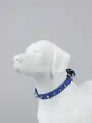 Синий ошейник кожаный с шипами