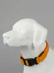Зеленый светящийся ошейник для собак