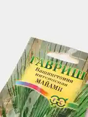 Вашингтония "Майами", семена, цветы