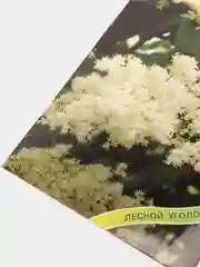Семена Сирень "Сударушка"