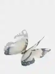 Бежевый бабочки шифоновые средние
