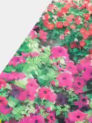 Сурфиния (петуния) Вулкан смесь (семена,цветы)
