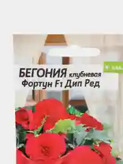Семена цветов Бегония "Фортун дип ред"
