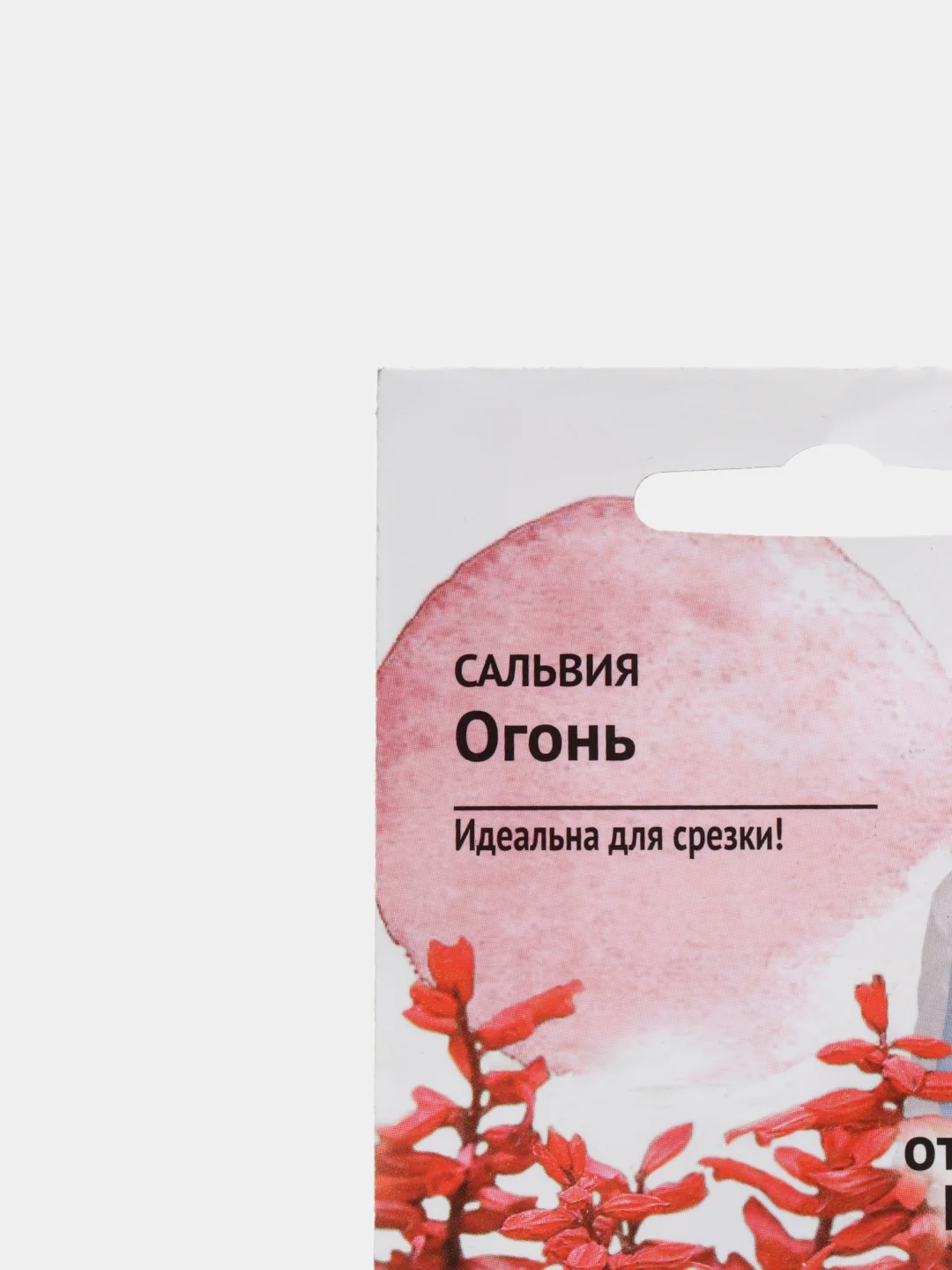 Сальвия Огонь, семена