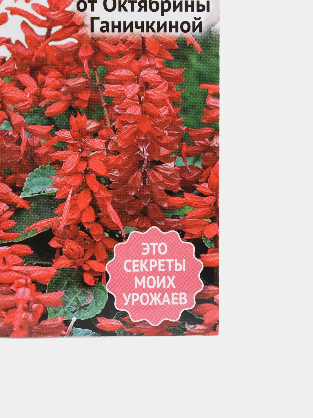 Сальвия Огонь, семена