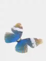 Зеленый бабочки шифоновые средние
