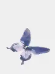 Индиго бабочки шифоновые средние