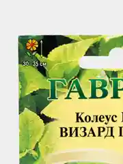 Семена цветов Колеус Блюме "Визард голден"