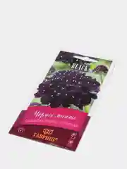 Скабиоза Черное манто (семена,цветы)