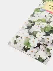 Бакопа Монье "Рафаэль", семена, цветы