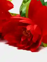 Искусственные цветы. Лотосы (букет) Композиция. Диаметр цветка: до 16 см. Высота: 550 мм