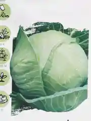 Капуста Июньская (семена)