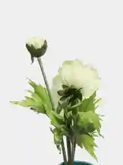 Белый ветка искусственных цветов "Маки"