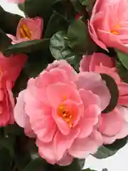 Кораллово-розовый искусственные цветы Азалия