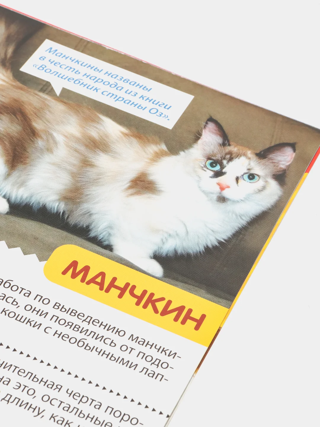 Лазурный книга для детей Мини - энциклопедии