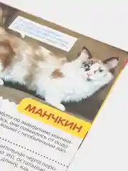Лазурный книга для детей Мини - энциклопедии