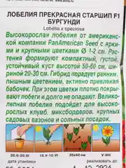 Семена "Лобелия. Старшип бургунди"