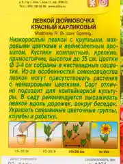 Левкой "Дюймовочка", красный, семена
