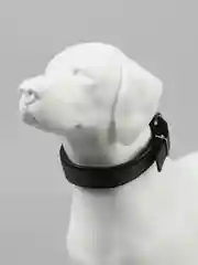 Оливковый ошейник для домашних животных, нейлоновый с подкладкой, разноцветные