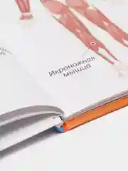 Книга Первая детская энциклопедия "Всё о теле человека малышам" 32 стр. Проф-Пресс