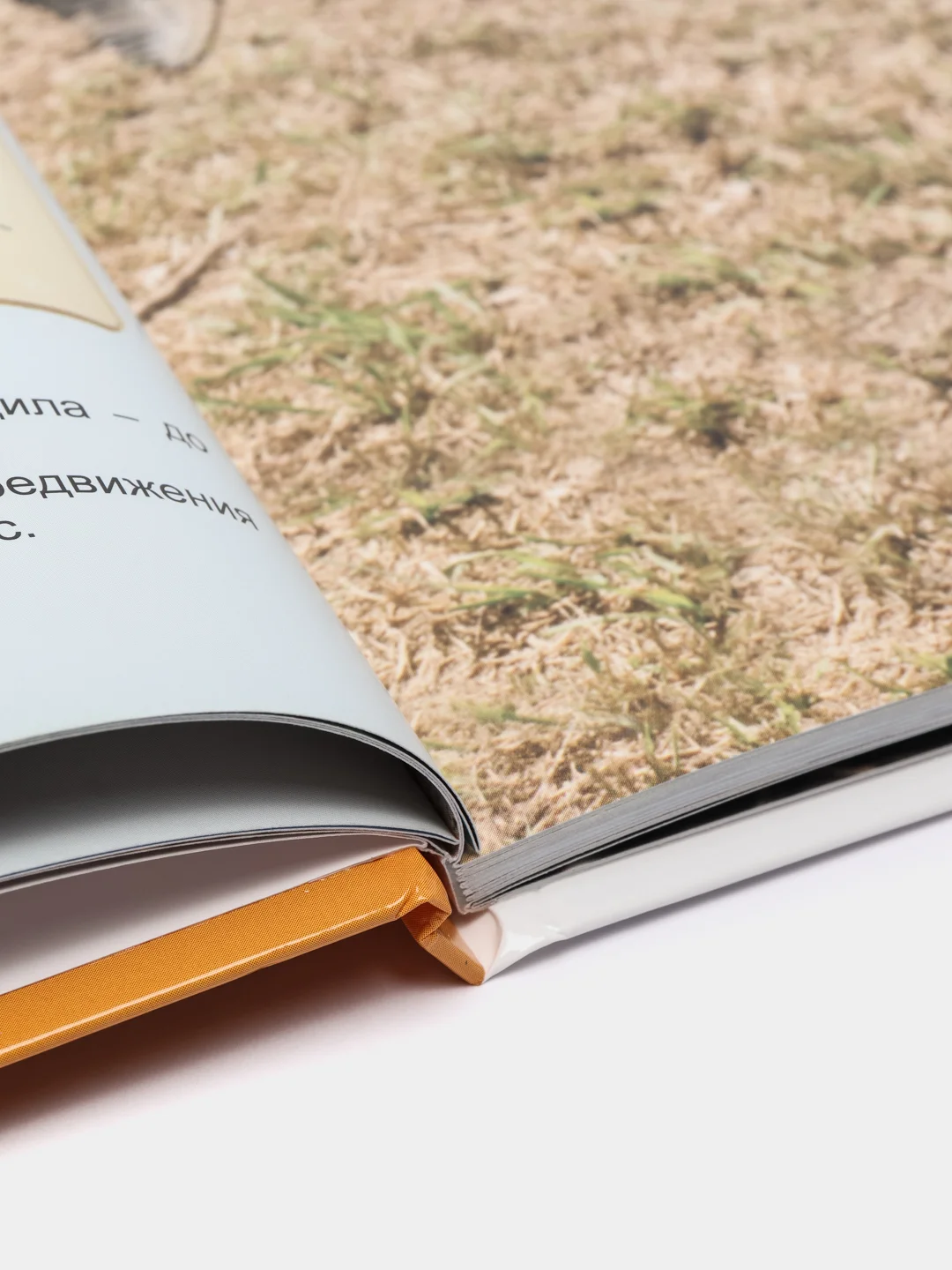 Книга энциклопедия для детей "Рекордсмены животного мира" 64 стр. 217х280 мм. Проф-Пресс