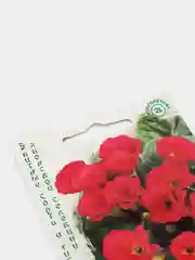 Примула Розанна красная (семена,цветы)