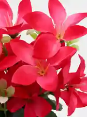 Фуксия искусственные цветы гавайские гибискус