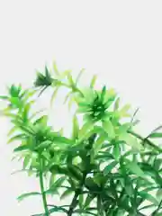 Растение для аквариума Tetra "Элодея Anacharis", 30 см