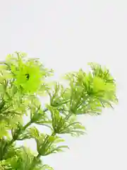 Растение для аквариума Амбулия (Ambulia), 30 см (TETRA)