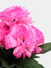 Тёмно-розовый искусственные цветы, хризантемы