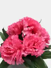 Кораллово-розовый искусственные цветы, хризантемы