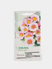 Примула Данова малина со сливками (семена,цветы)