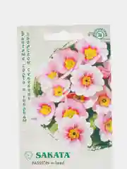 Примула Данова малина со сливками (семена,цветы)