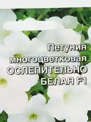 Семена цветов Астра, Петуния