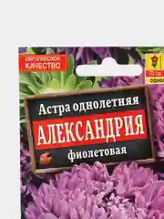 Астра "Александрия Фиолетовая", семена