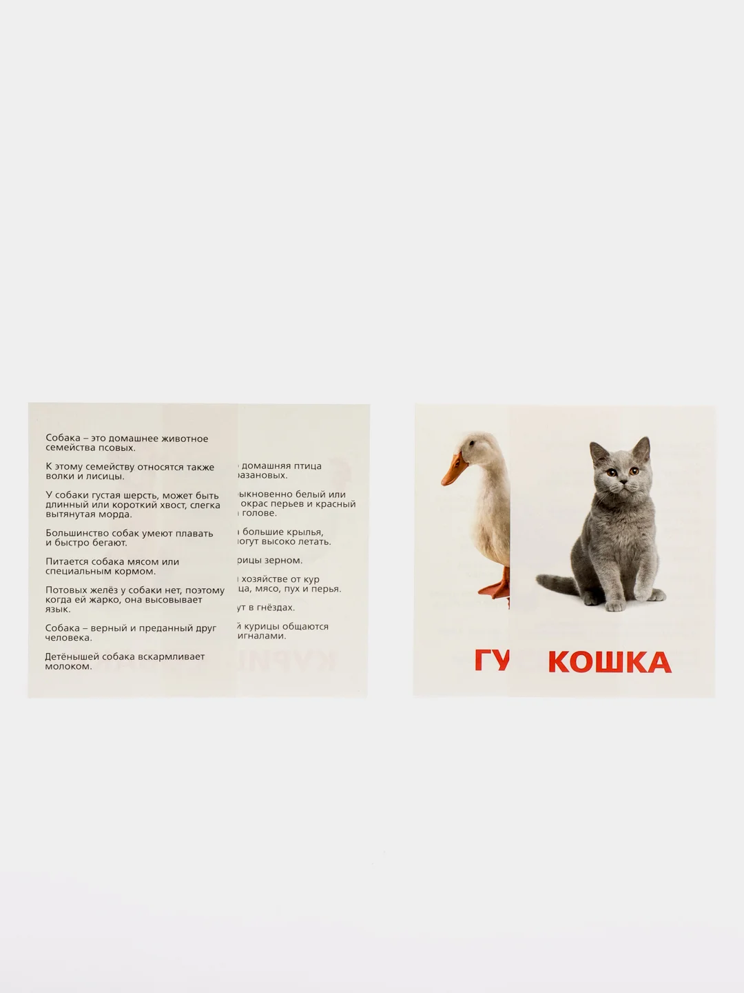 Терракотовый развивающие карточки по методике Г. Домана для детей, 12 карт, А6, 3+