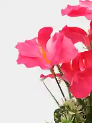 Розовый искуственные цветы Фрезии