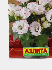 Семена цветы "Эустома Рози розовая пикоти"