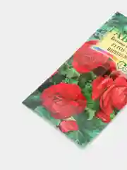 Бегония Гоу гоу вишневая (семена,цветы)