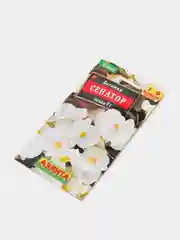 Бегония Сенатор белая (семена,цветы)